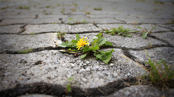 Gambar simbol pertumbuhan dan kekuatan diri, menunjukkan proses menjadi lebih tangguh melalui tantangan hidup.